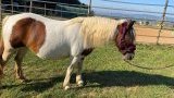 Balades et randonnées à cheval