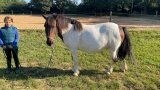 Cours d'équitation